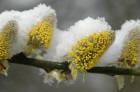 Pussy willow catkins with snow